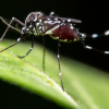 Aedes-Mücke